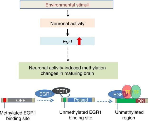 A simplified model for EGR1 and TET1 interaction linking environmental stimuli to brain methylome programming.