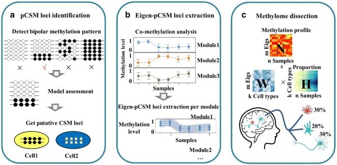 A three-step process to perform methylome dissection using eigen-pCSM loci.