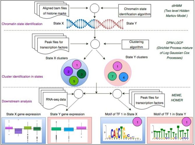 A two-step process to identify chromatin-state-specific transcriptional regulatory modules. In the first step, uniquely aligned bam files of histone marks are used along with the diHMM software to segment the genome and identify distinct chromatin states (illustrated by State X and State Y). In the second step, using the identified chromatin states from the previous step and ChIP-seq peak files for different TFs, the proposed Bayesian clustering method is applied to identify transcriptional regulatory modules within each chromatin state.