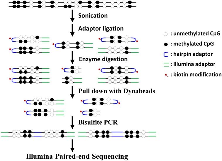 A schematic diagram for genome-scale hairpin bisulfite sequencing.